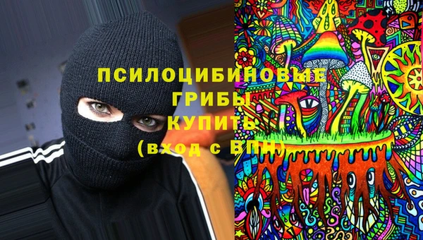 стаф Алзамай