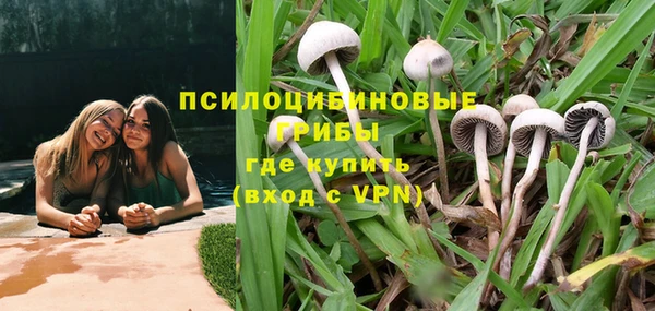 стаф Алзамай